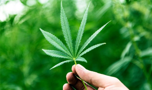 CBD Oil Gummies Milwaukee 
      WI 53285